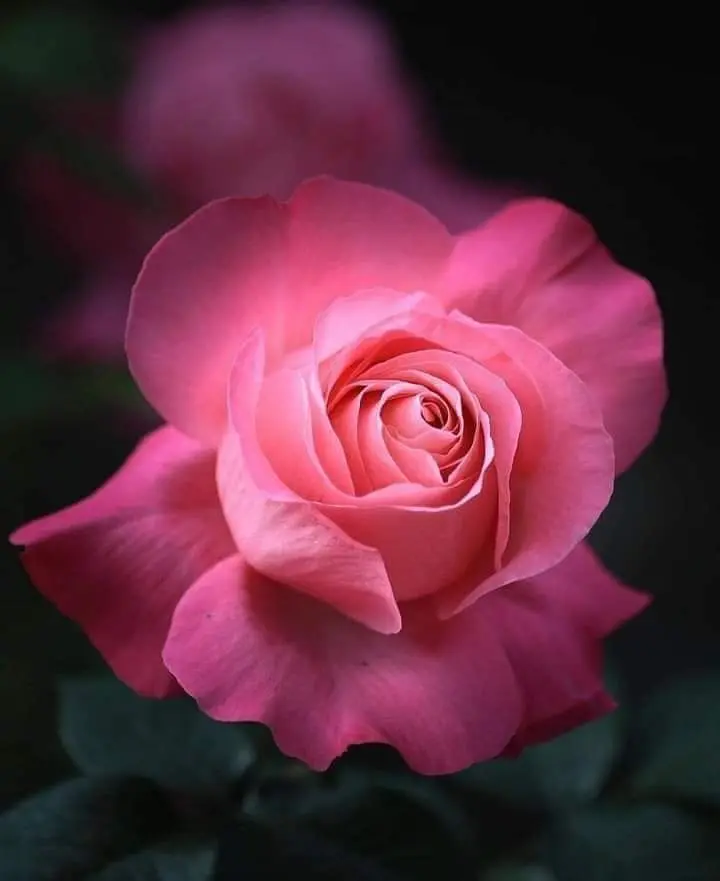 Condolence image of Sigrid