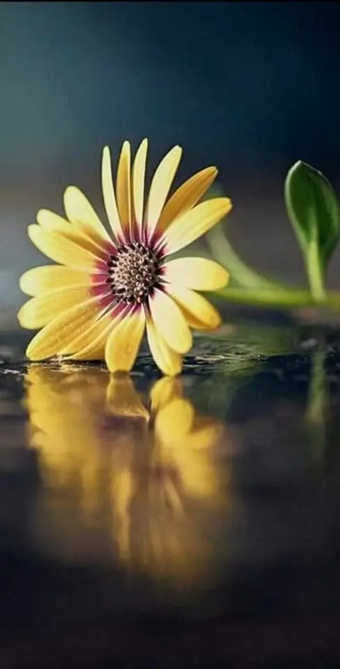 Condolence image of Sigrid