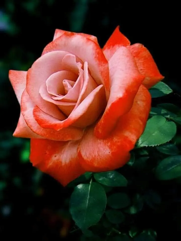 Condolence image of Sigrid