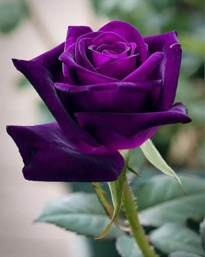 Condolence image of Sigrid