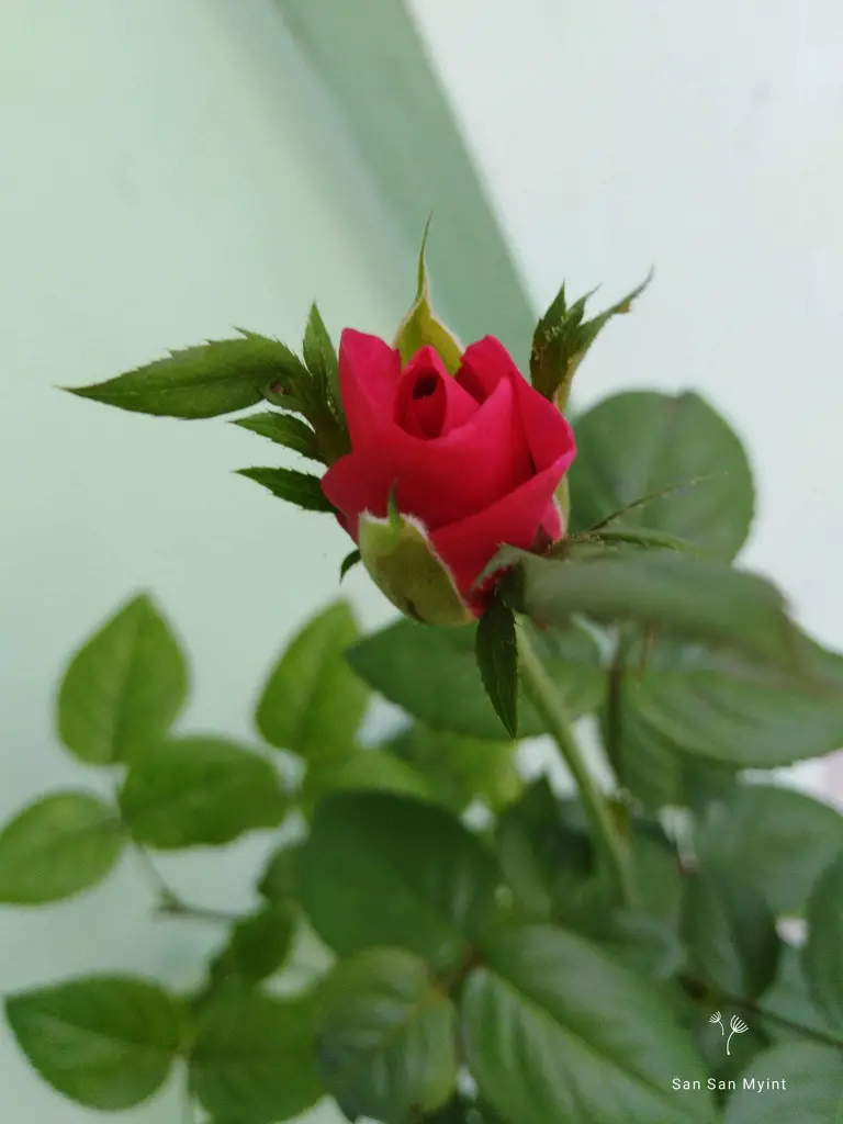 Condolence image of Sigrid