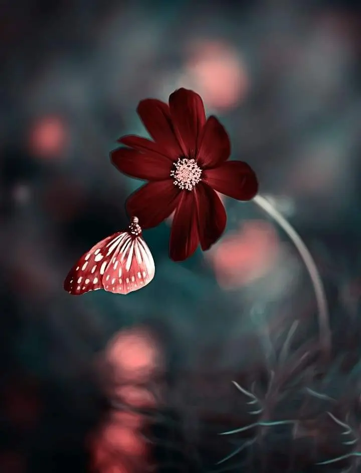 Condolence image of Sigrid