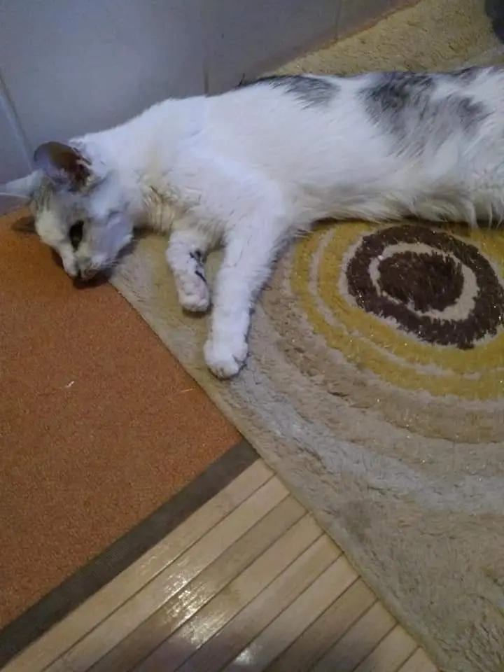 Condolence image of Sigrid