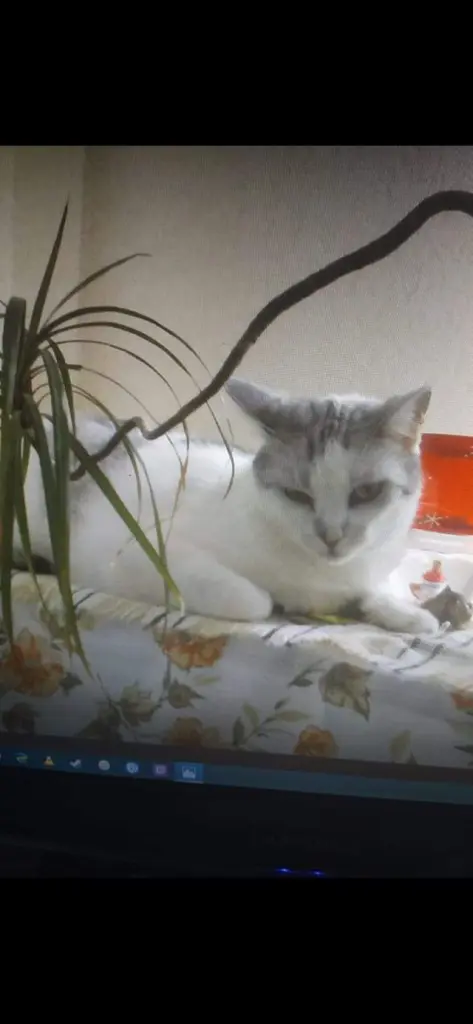 Condolence image of Sigrid
