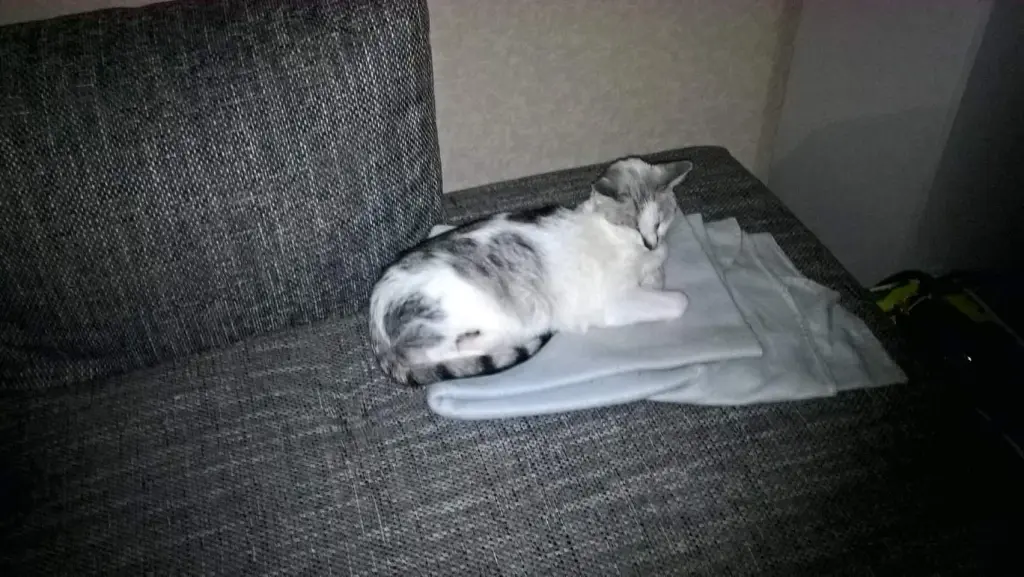 Condolence image of Sigrid