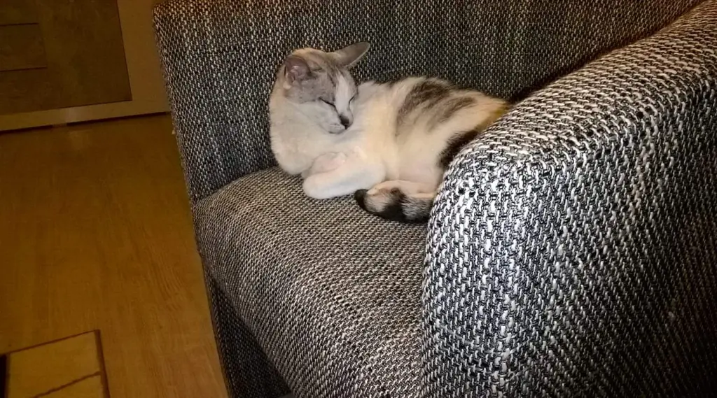 Condolence image of Sigrid