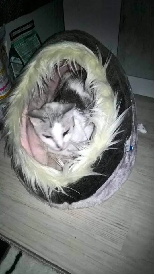 Condolence image of Sigrid