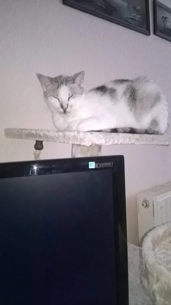 Condolence image of Sigrid