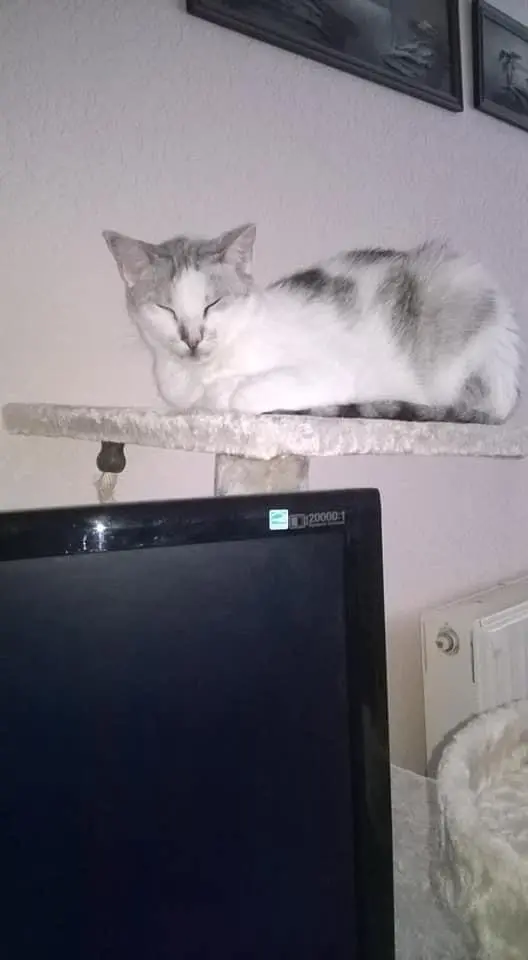 Condolence image of Sigrid