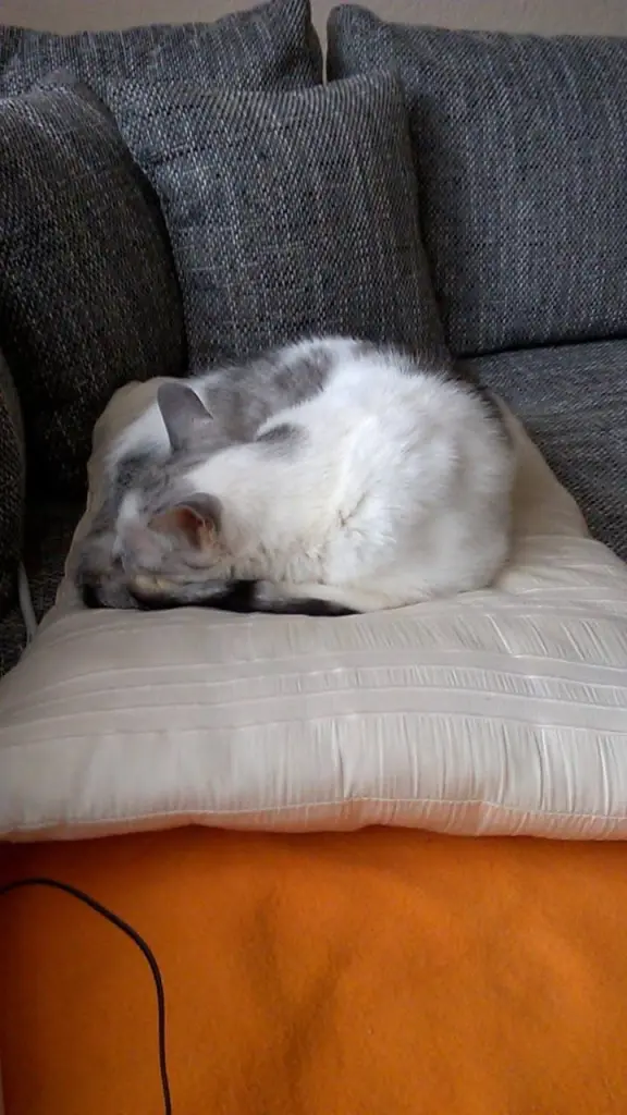 Condolence image of Sigrid