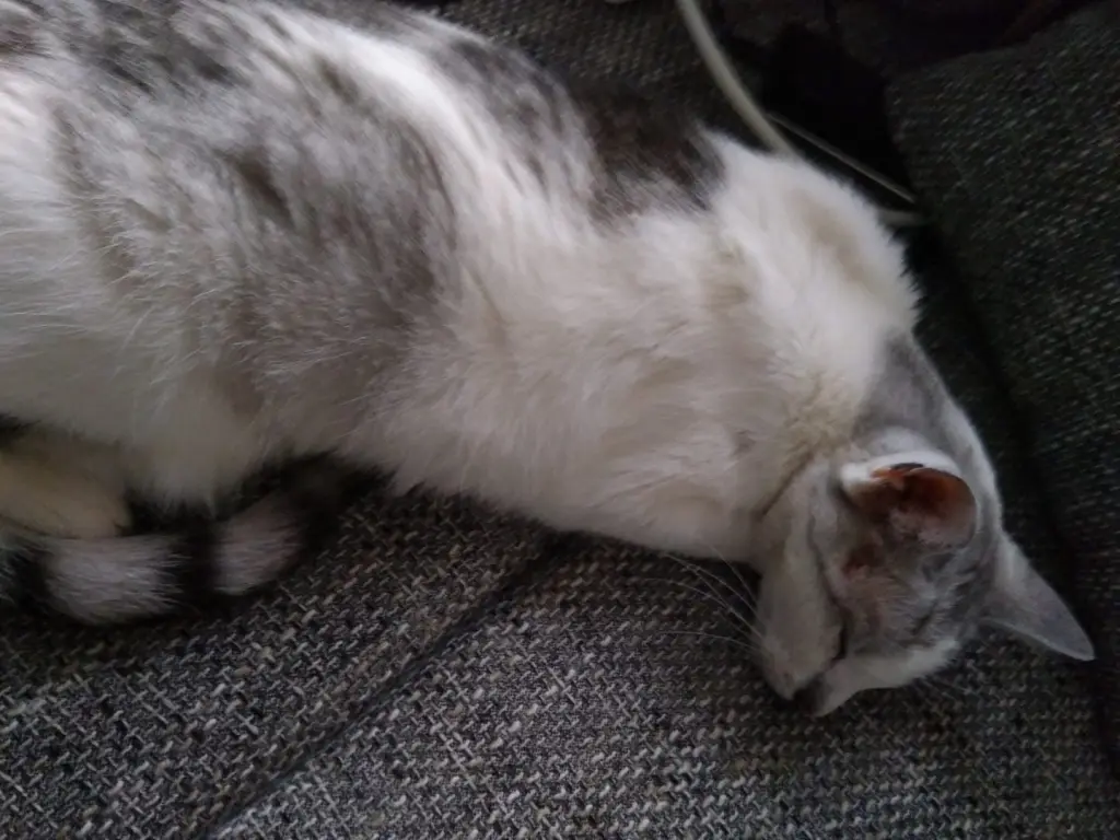 Condolence image of Sigrid