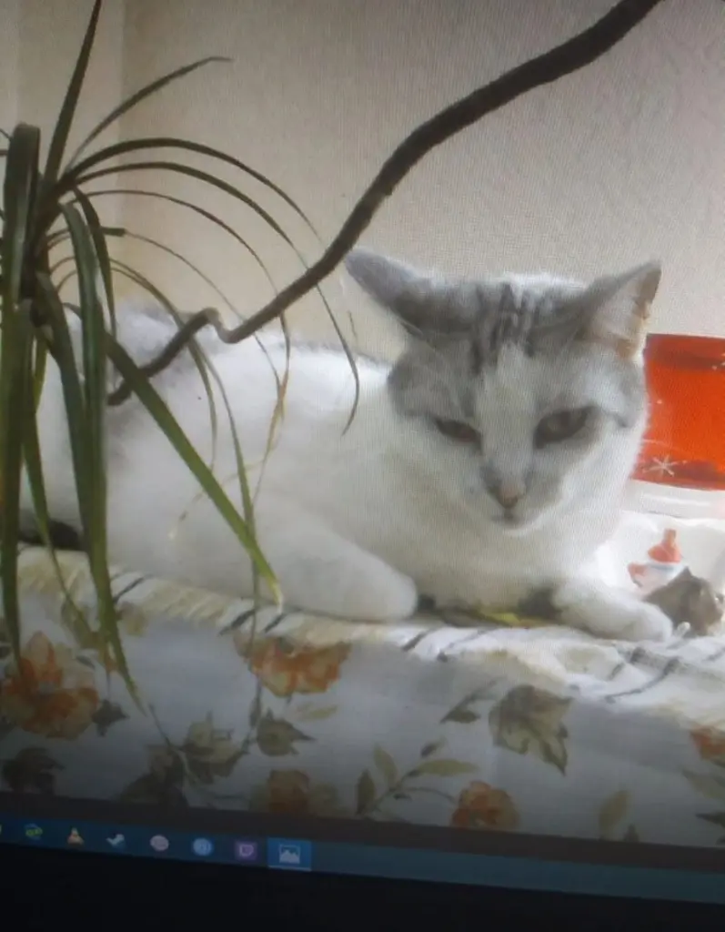 Condolence image of Sigrid