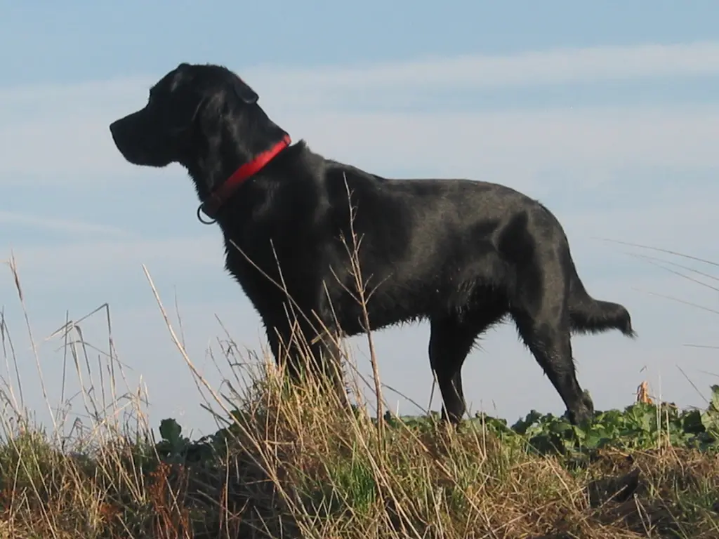 Condolence image of Henry mit Buddy im Herzen