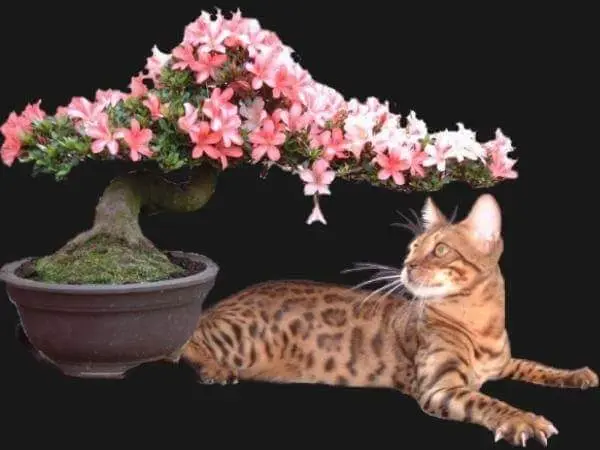 Condolence image of Yve