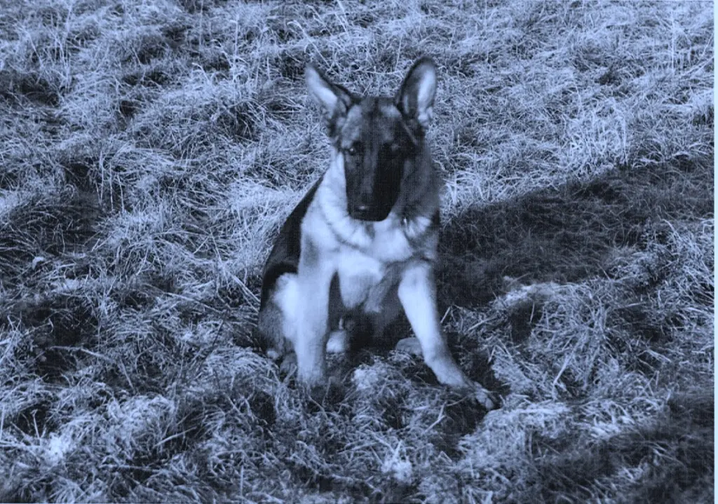 Image from Shadow