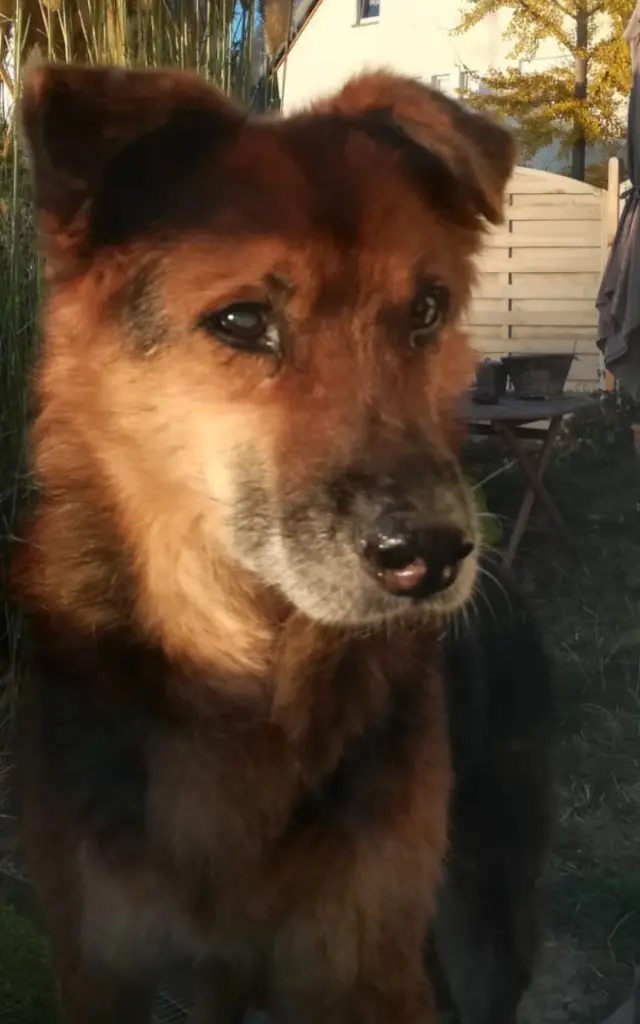 Image from Balou