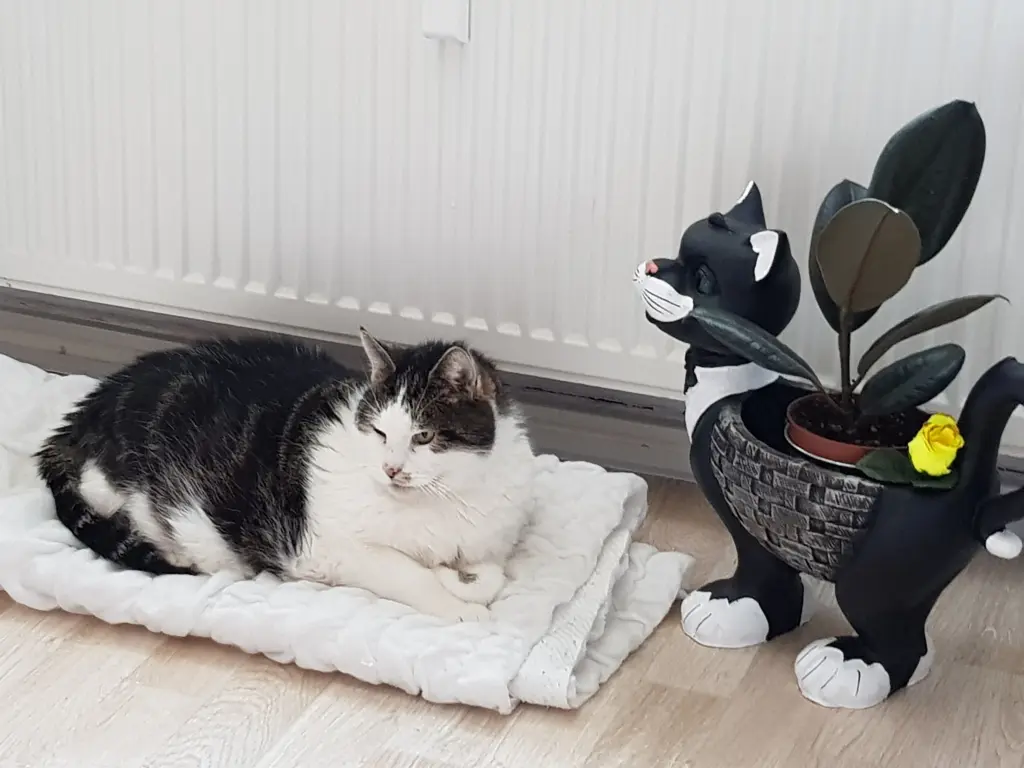 Image from Felix (Dickerchen)