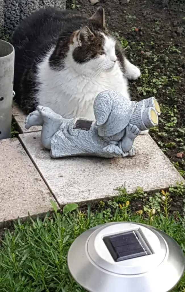 Image from Felix (Dickerchen)