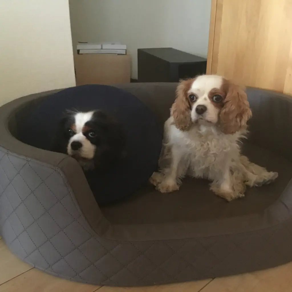 Image from Finja