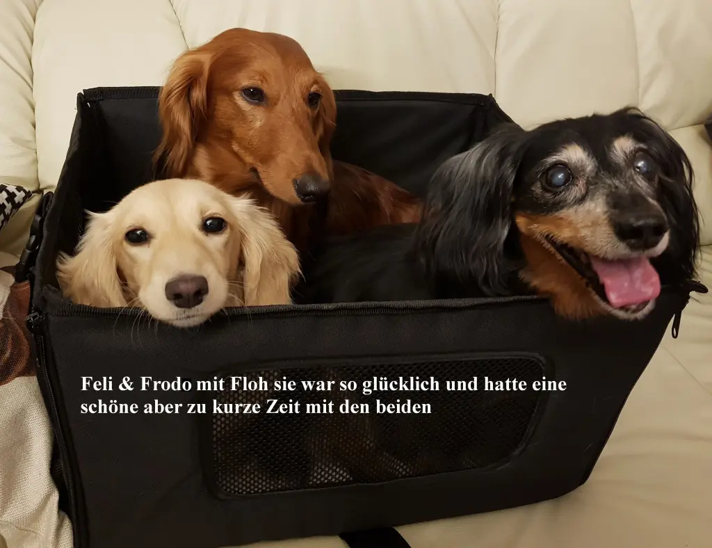 Image from Floh