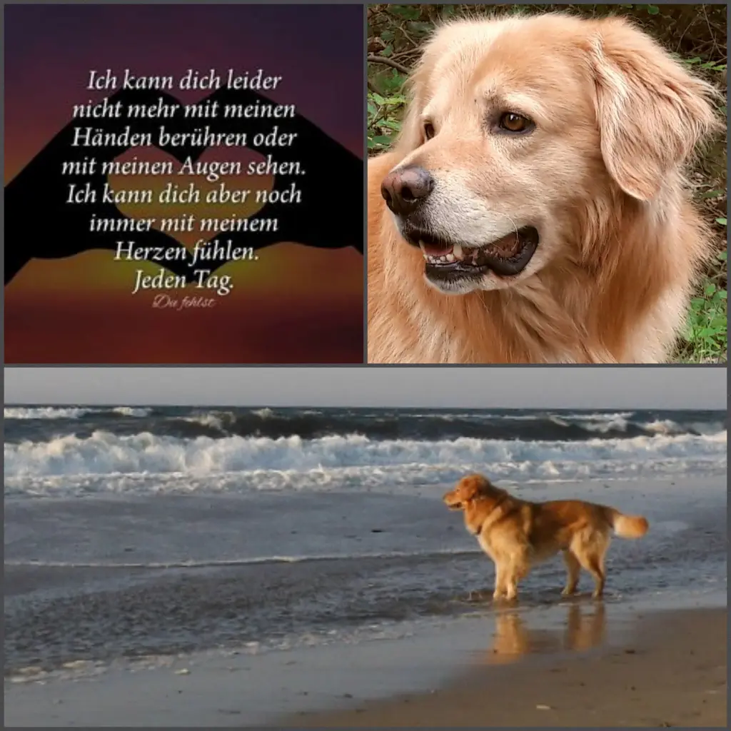 Image from Shiloh