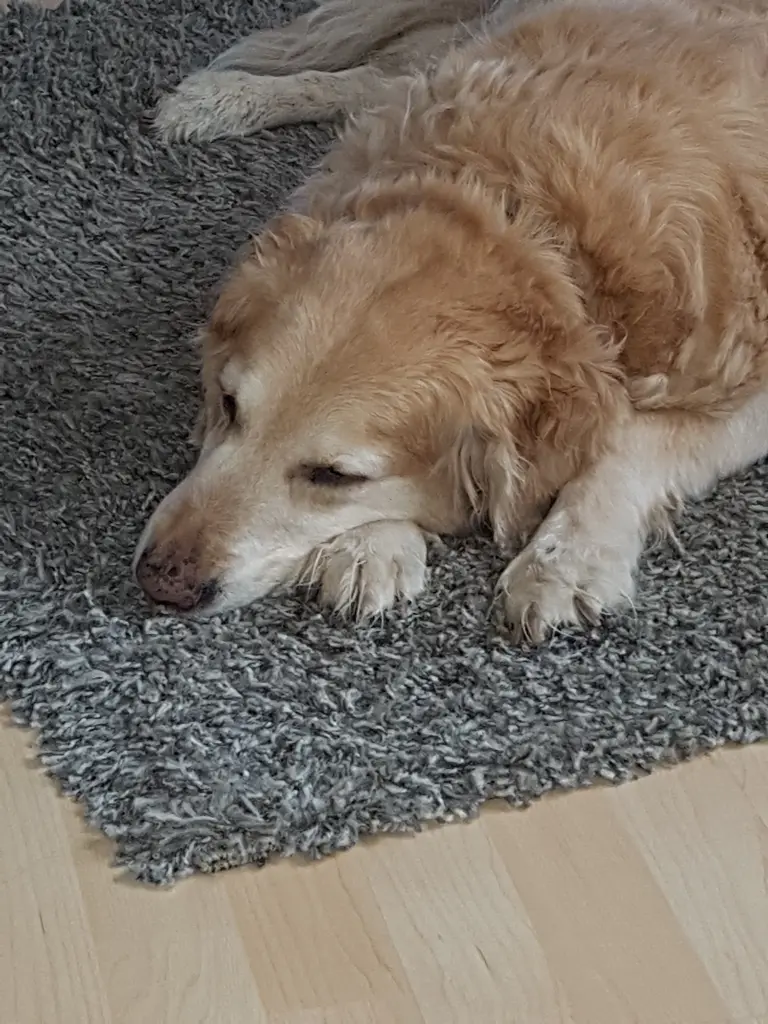 Condolence image of Simone mit Ronja im ♡