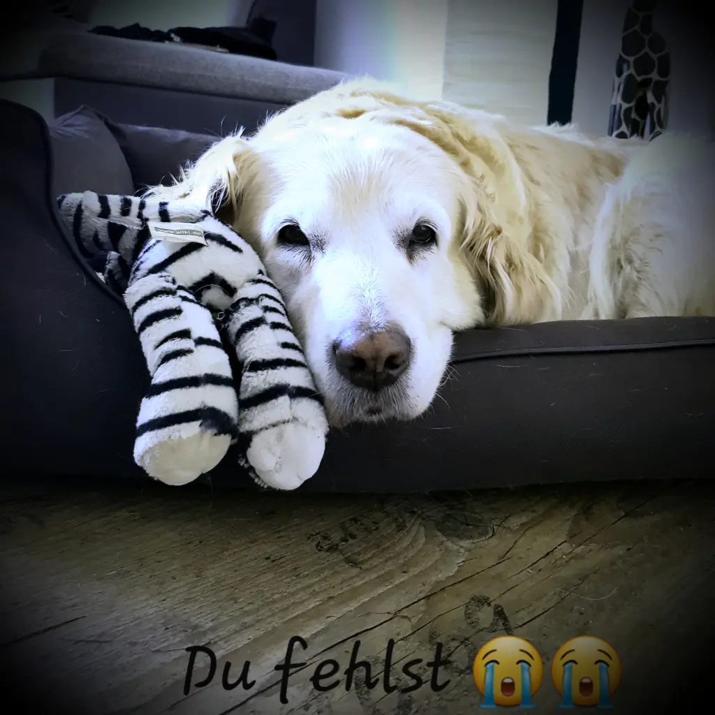 Image from Finja
