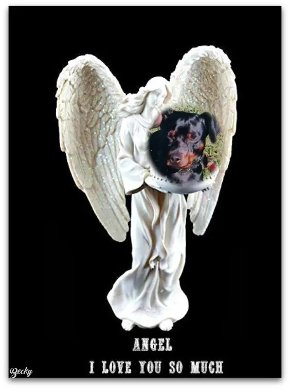 Condolence image of Fur Rambo❤️