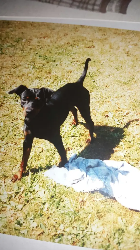 Condolence image of Marga mit Rambo im Herzen