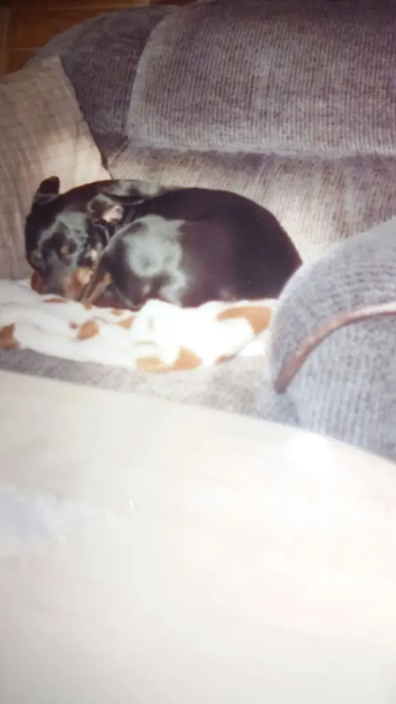 Condolence image of Marga mit Rambo im Herzen