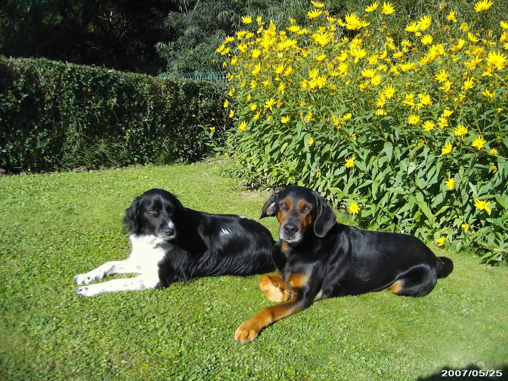 Condolence image of Brigitte mit Nelly, Benny und Axel im Herzen