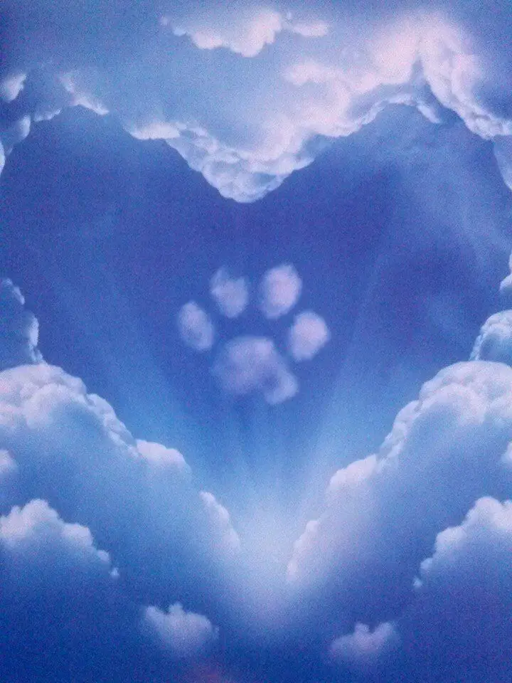 Condolence image of Ein lieber Gruß von Brigitta und♥Sam♥