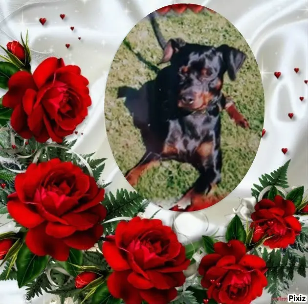 Condolence image of 4.Sternchen❤️Gedenktag❤️❤️❤️❤️