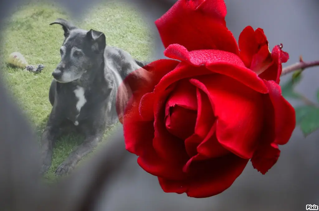 Condolence image of Unbekannt