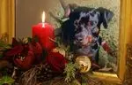 Condolence image of Marga mit Rambo im Herzen