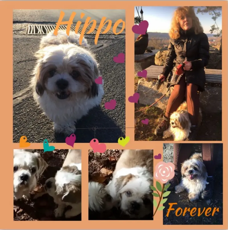 Condolence image of Marika mit Hippo & Balou im Herzen