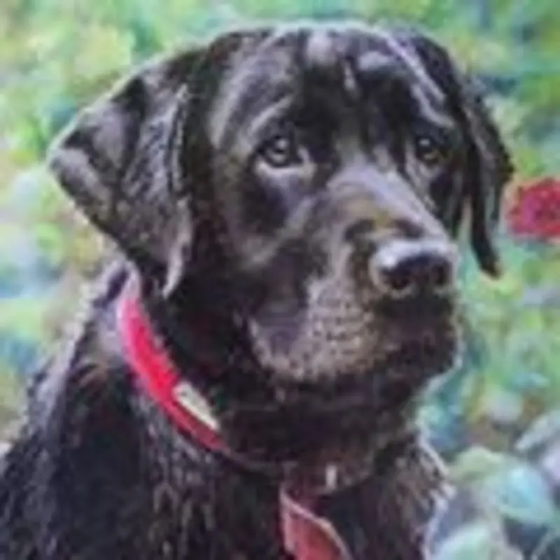 Condolence image of Evelyn