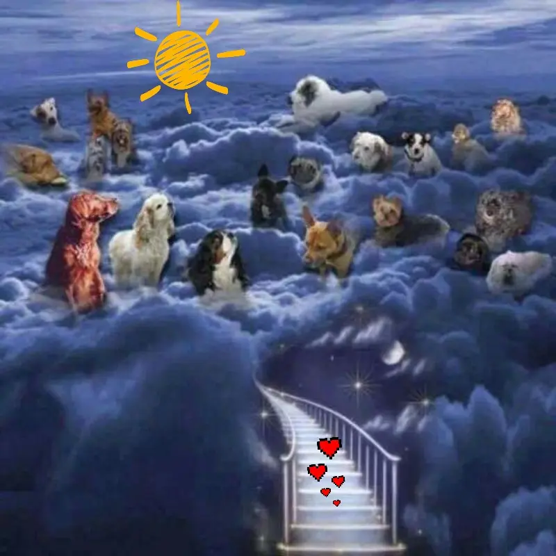 Condolence image of Jutta mit Purzel tief im Herzen ✟ 08.05.2016
