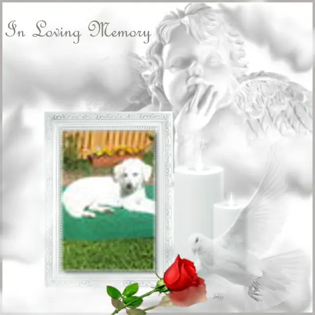 Condolence image of ❤️❤️❤️❤️❤️❤️❤️❤️❤️