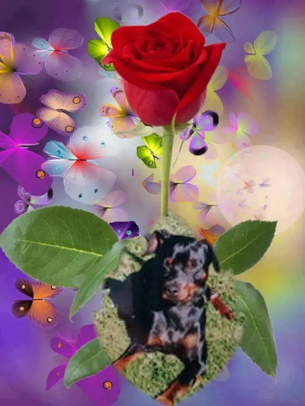 Condolence image of Guten Morgen❤️❤️❤️Liebe❤️❤️❤️❤️❤️Rambo❤️