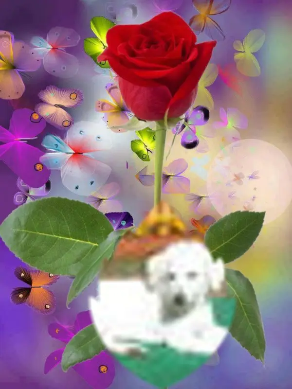 Condolence image of Guten Morgen❤️❤️❤️Liebe❤️❤️❤️❤️❤️Quitilein❤️