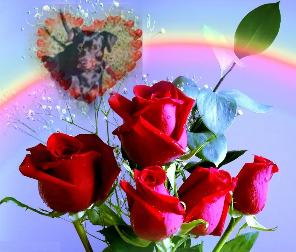 Condolence image of Jutta mit Purzel tief im Herzen  ✟ 08.05.2016 