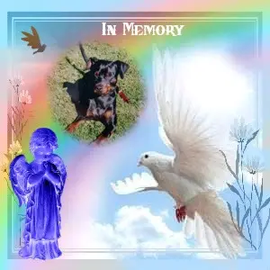 Condolence image of 6. Sternchen❤️Gedenktag❤️