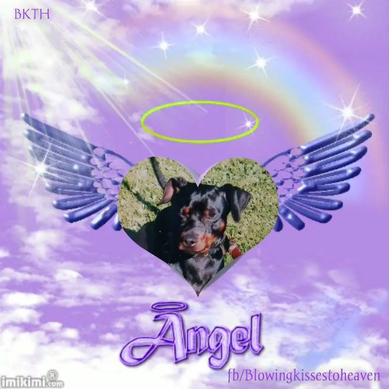 Condolence image of 6. Sternchen❤️Gedenktag❤️