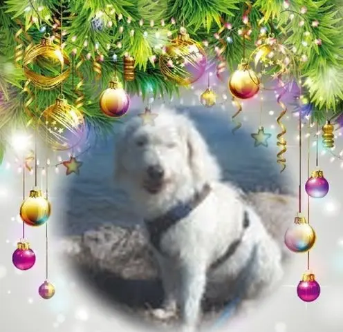 Condolence image of Frohe❤❤❤Weihnachten❤❤❤