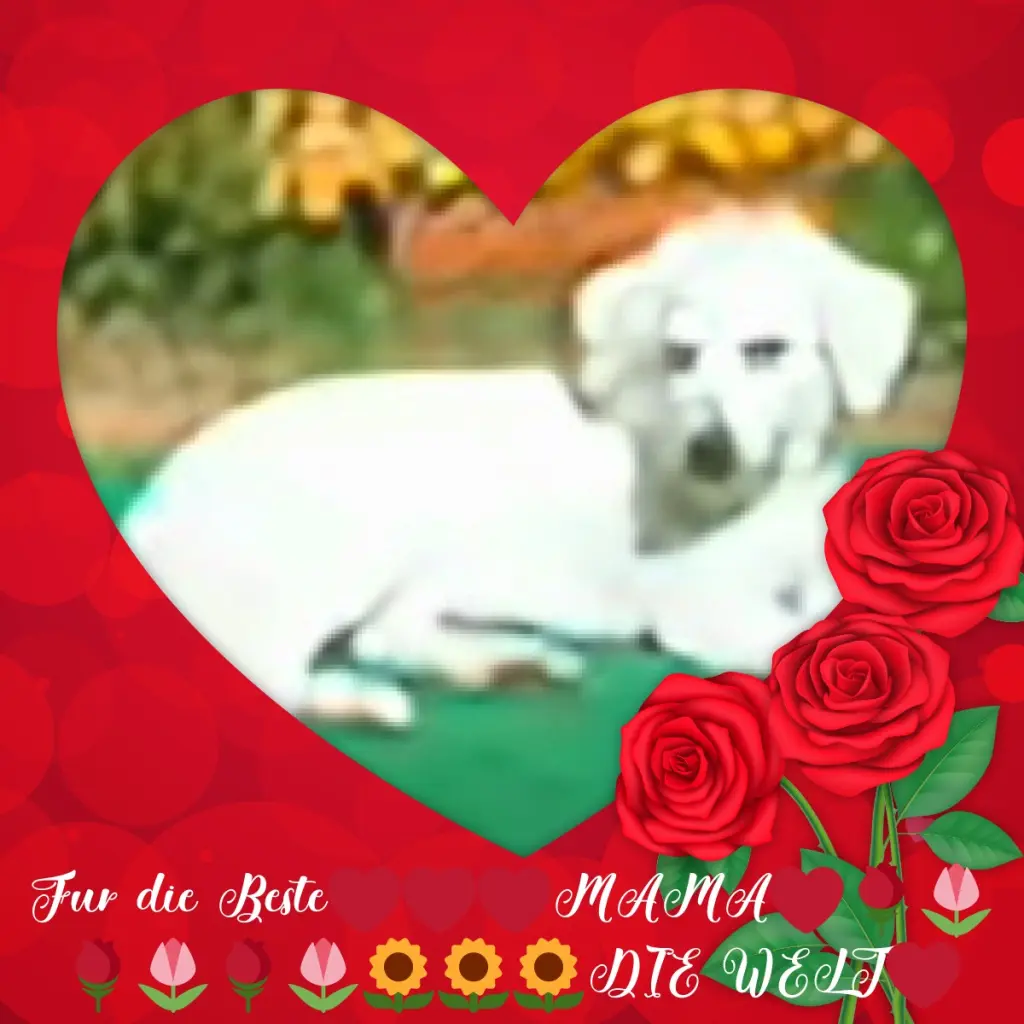 Condolence image of Rosen❤️❤️❤️fur Mama❤️