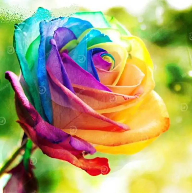 Condolence image of Evelyn mit Nele, Lara und Fleckchen im Herzen