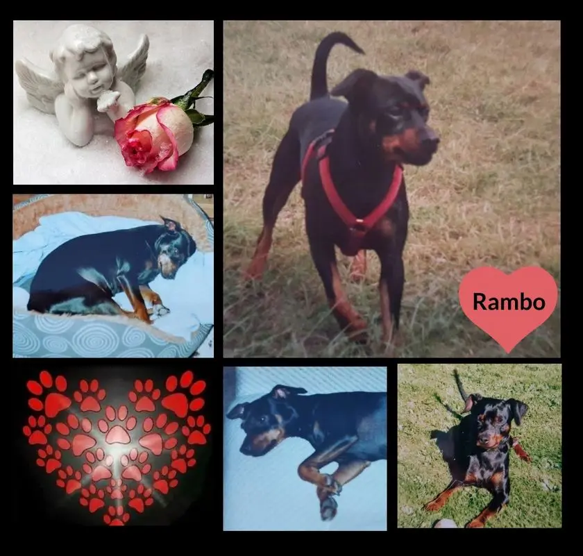 Condolence image of Rosen für Rambo zum 7. Sternchentag