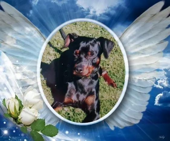Condolence image of 7. Sternchen⭐️Gedenktag❤️❤️❤️❤️❤️❤️❤️
