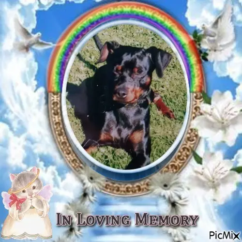 Condolence image of 7. Sternchen⭐️Gedenktag❤️❤️❤️❤️❤️❤️❤️
